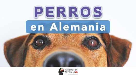 Los perros en Alemania